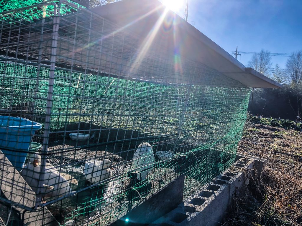 自然薯の里アヒル