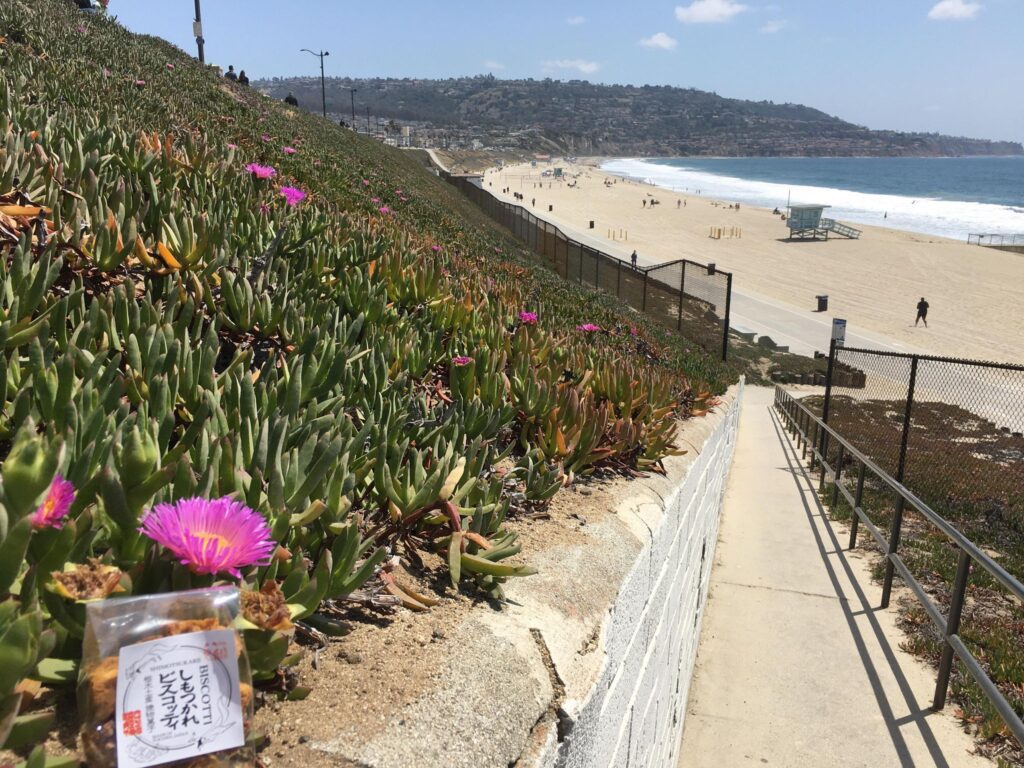 ロサンゼルス　しもつかれビスコッティ